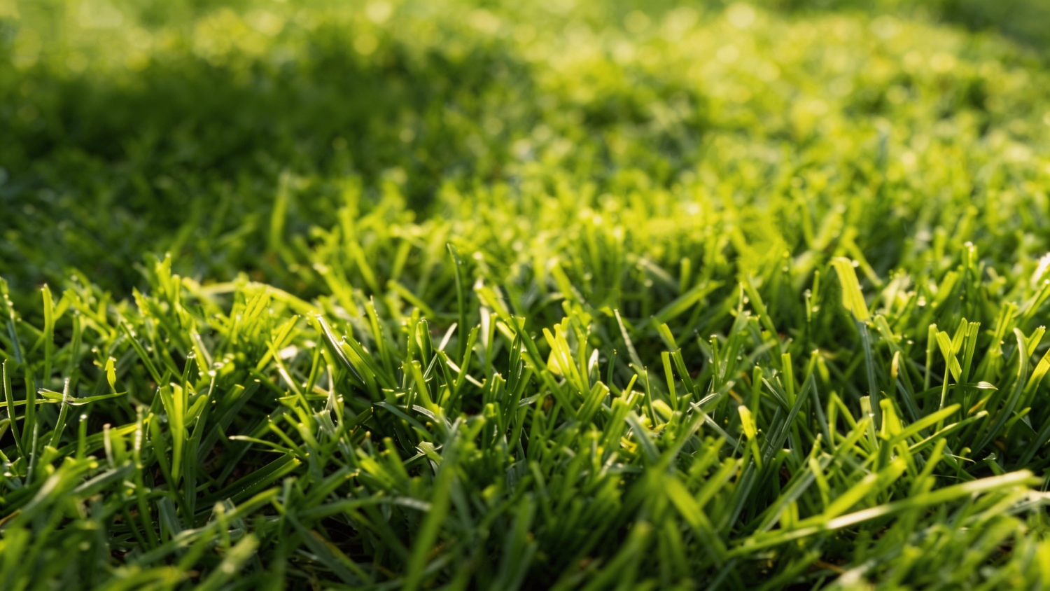 Lawn Care Calendar for Cool-Season Grasses