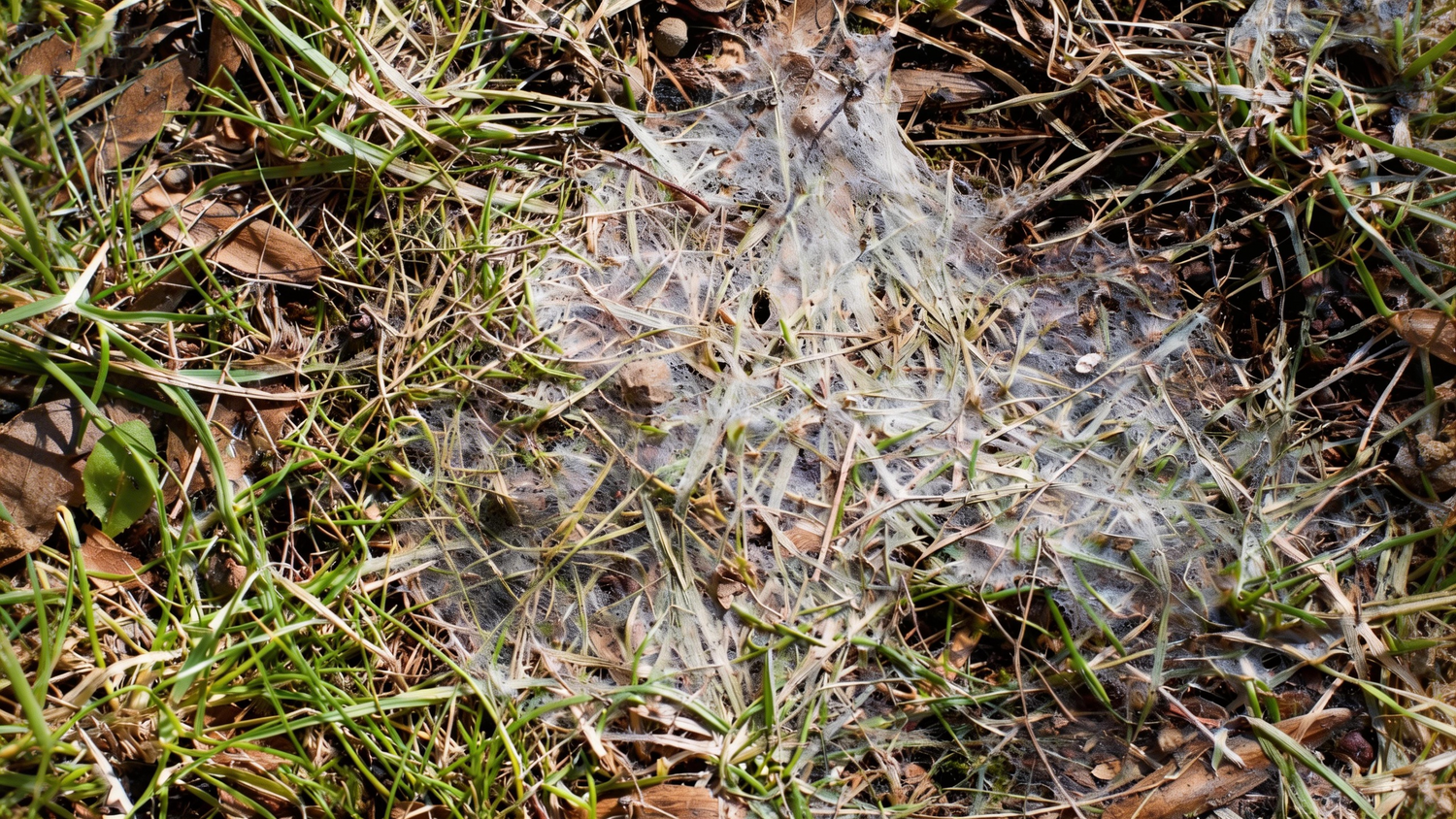 Troubleshoot Mold Spots