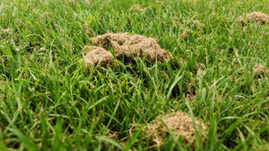 Troubleshoot Clumps of Clippings