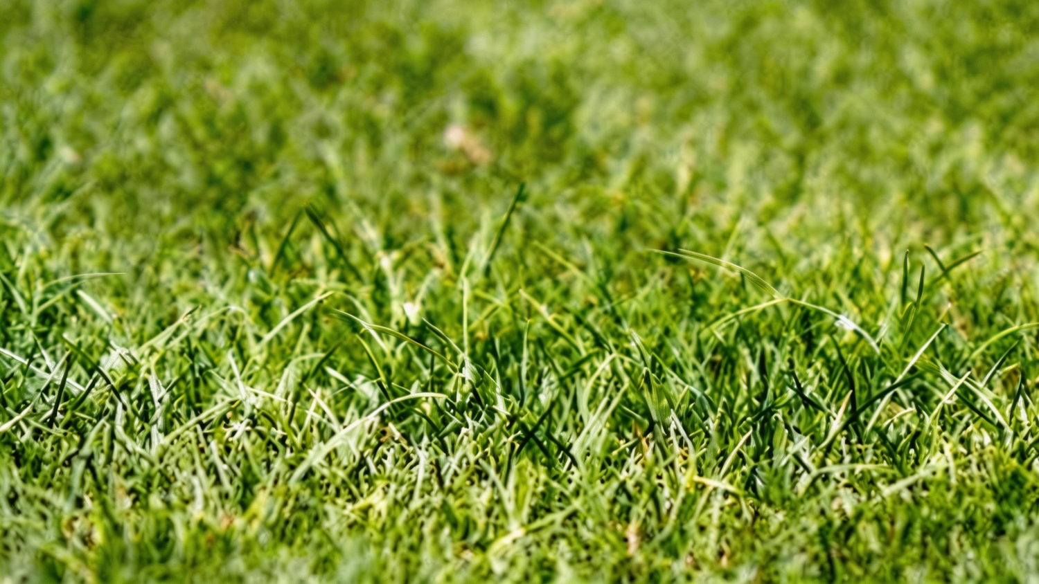 Lawn Care Calendar for Warm-Season Grasses